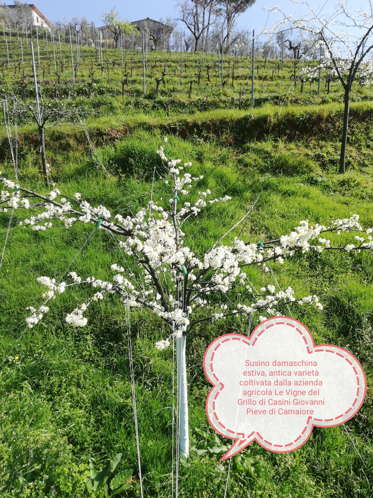 Foto di Le Vigne del Grillo